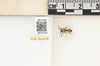 Media type: image;   Entomology 774134 Aspect: Labels